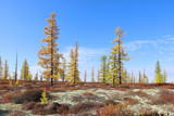 Landscape with deer moss and larch in the Arctic forest-tundra in the North of Russia
