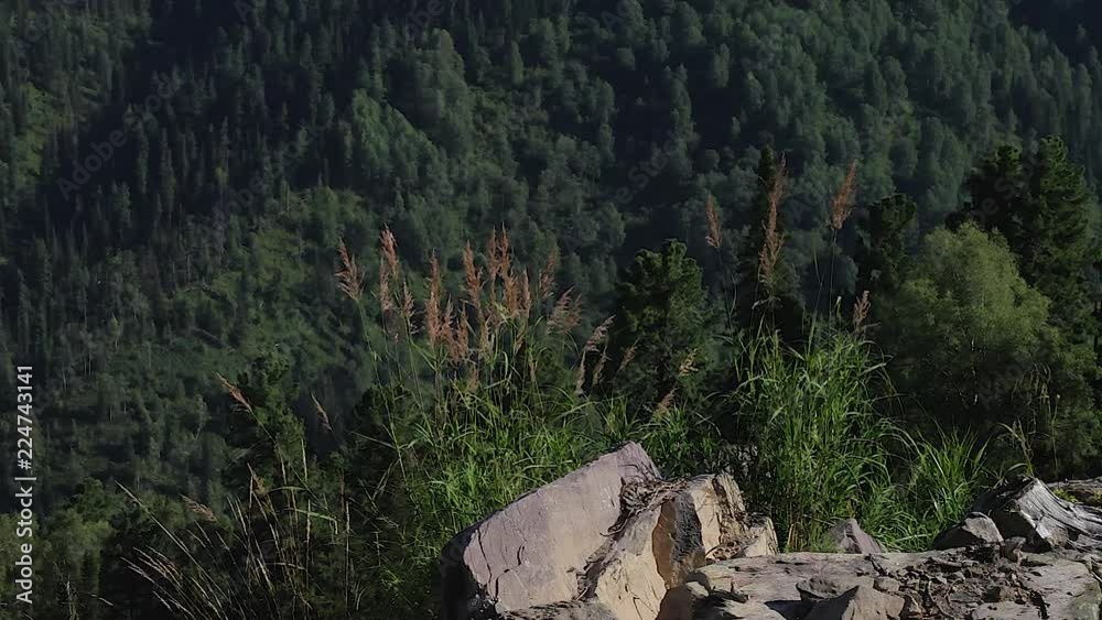 summer landscape tall grass grows on rocks high in the mountains. background of the mountainside. morning light summer landscape tall grass grows on rocks high in the mountains. background of the mountainside. morning light