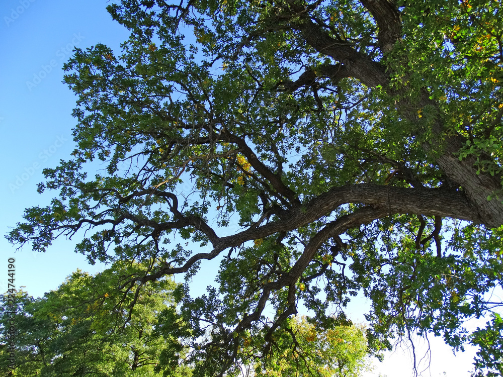 Fototapeta premium Centenary oak crown