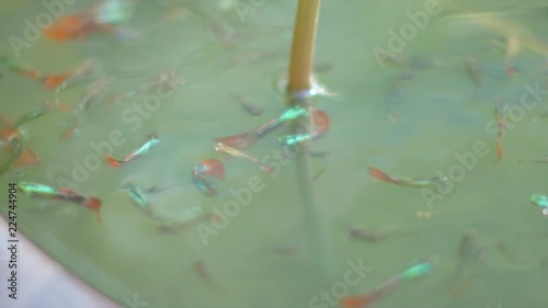 School of red and ciano colorful lebiste fishes (Poecilia reticulata) swiming in a pond. photo