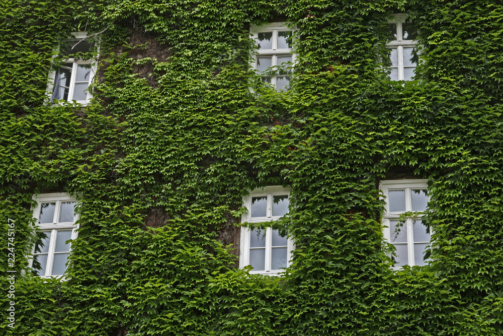 House facade overgrown with ivy House facade overgrown with ivy