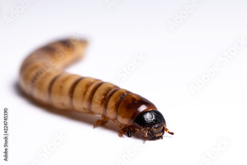 clear larva background
