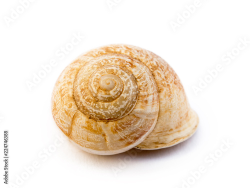 Exotic sea snail isolated on white background