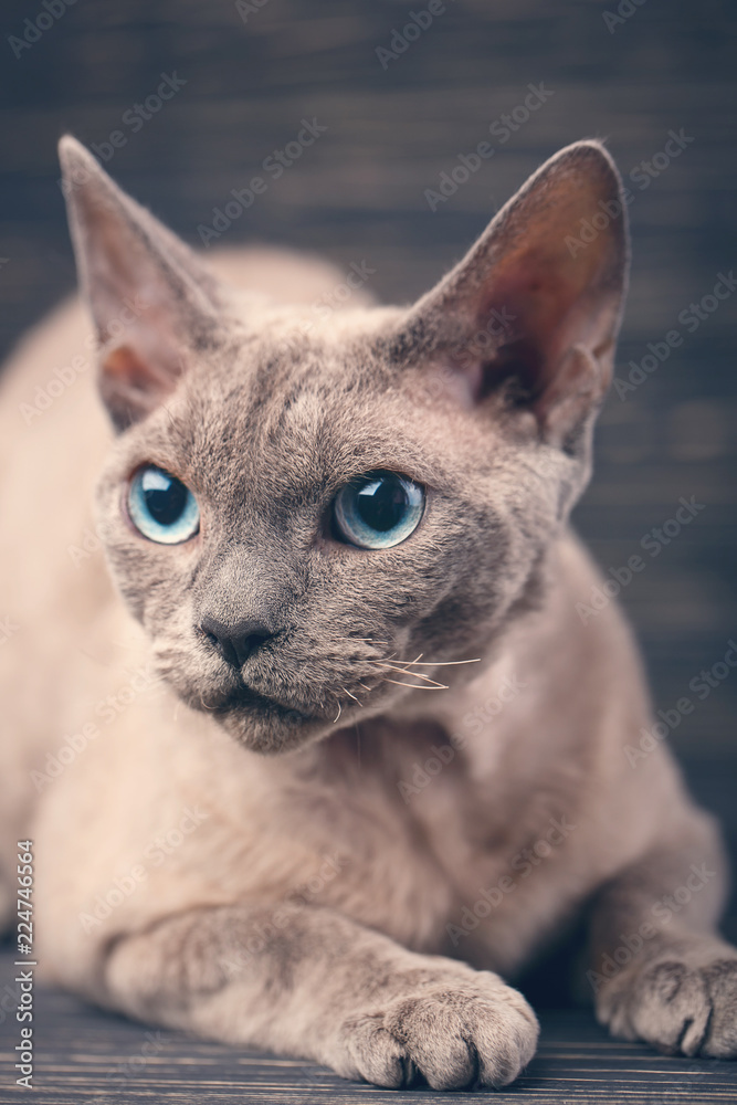 Portrait of a devon cat on a dark wooden background.