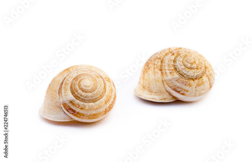 Exotic sea snail isolated on white background