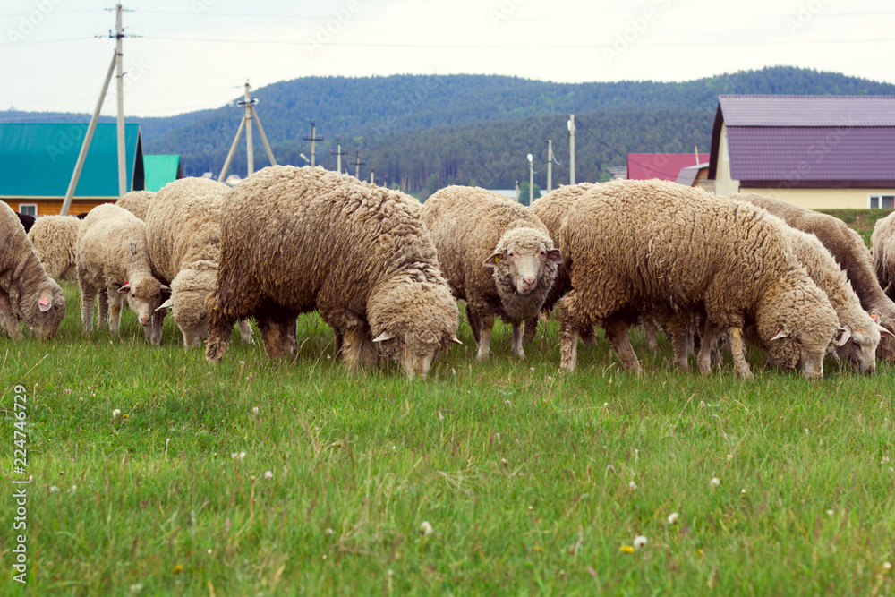 herd of sheep grazing on a meadow herd of sheep grazing on a meadow