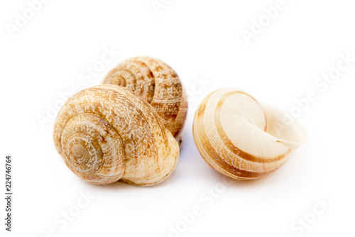 Exotic sea snail isolated on white background