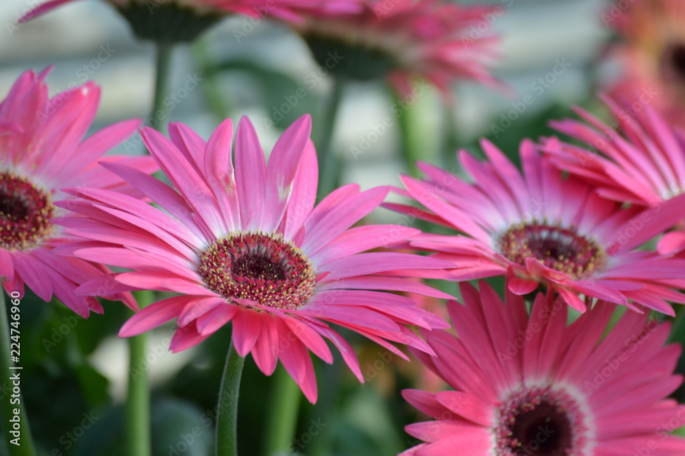 Obraz premium Pink flower in the garden