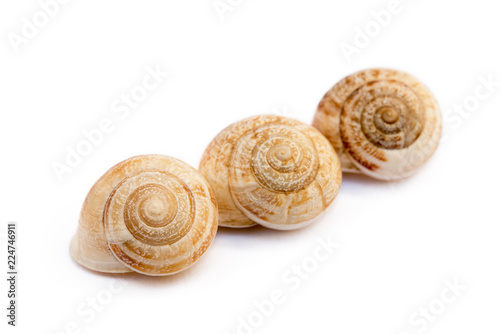 Exotic sea snail isolated on white background
