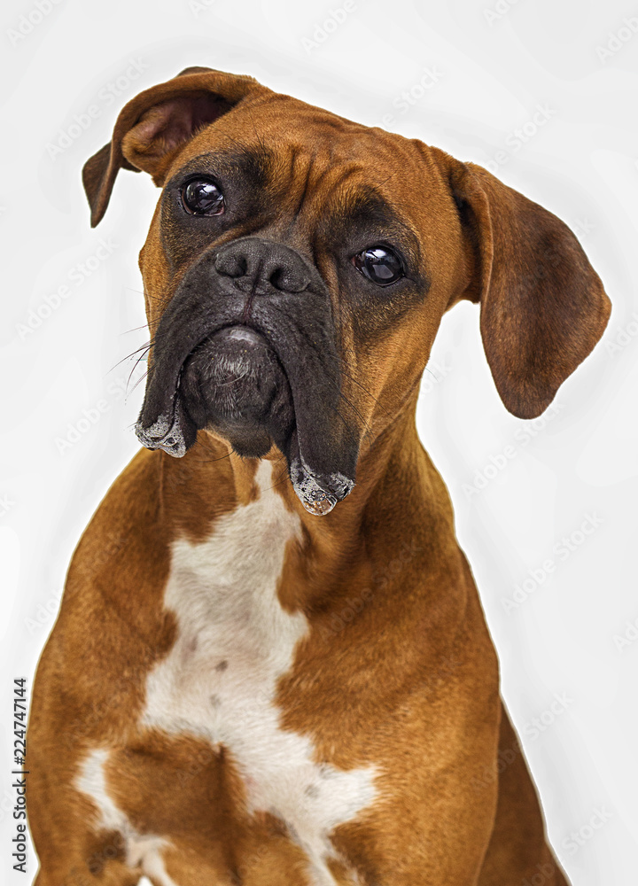 Fototapeta premium dog breeder boxer