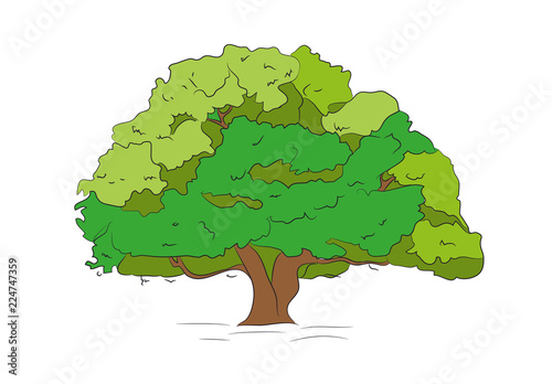 big tree drawing color, vector,