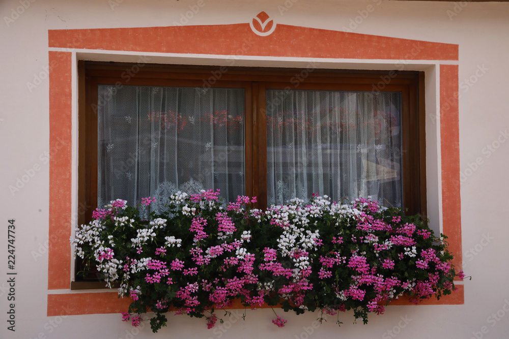 Fototapeta premium Bunte Geranien am Fenster