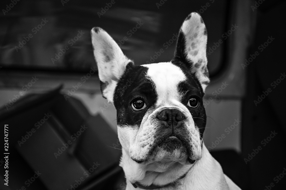 Image of a french bulldog looking surprised in the distance.