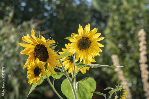 Fototapeta Naklejka Na Ścianę i Meble -  Close-up of a bright yellow sunflower (Helianthus annuus)
