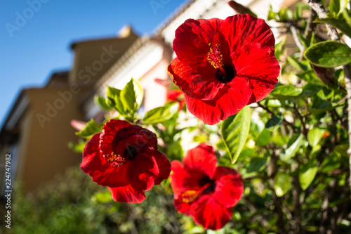 Three beautiful red flowers in the garden with beautiful texture.