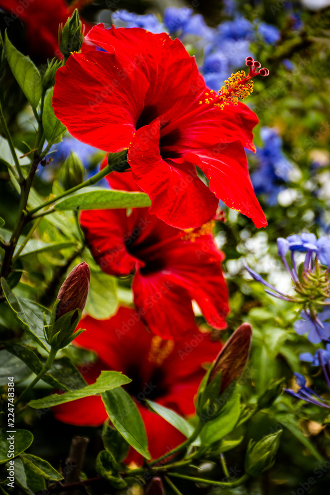 Three red flowers in the garden