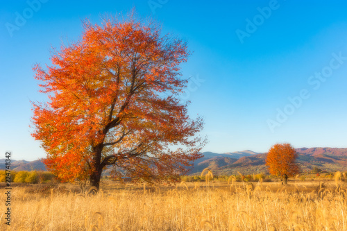 Image of golden trees in the autumn with a yellow field and blue sky.