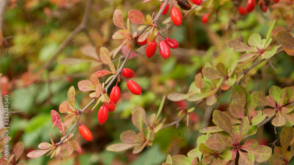 Vogelbeere im herbst Vogelbeere im herbst