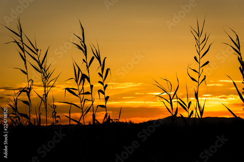 Beautiful calming image of a summer sunset with cane silhouettes in the foreground.
