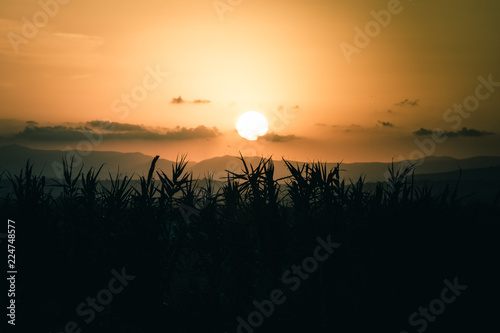 Summer sunset with cane silhouettes