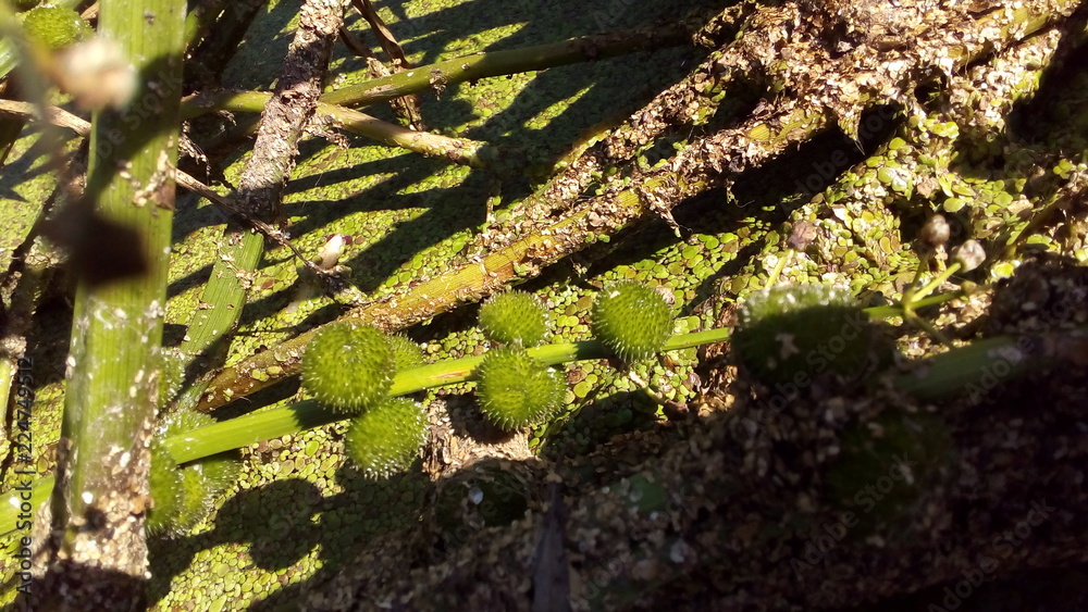 moss on tree moss on tree