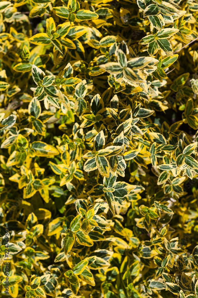 custom made wallpaper toronto digitalBotanical garden in Tartu, Estonia, during the summer