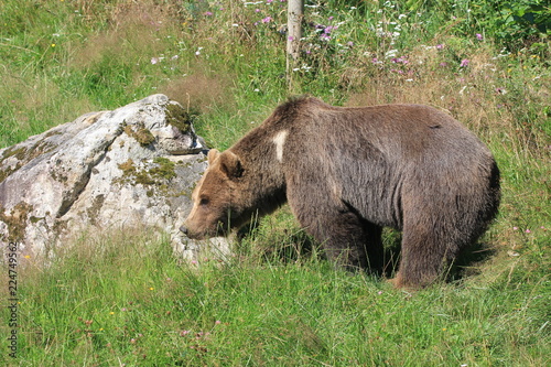 Ours des Pyrénées photo