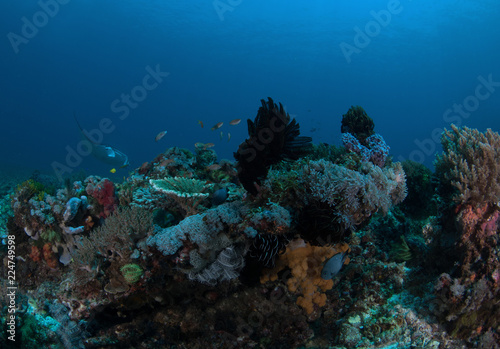 Fototapeta Naklejka Na Ścianę i Meble -  The Reef Manta Ray, Manta Alfredi.