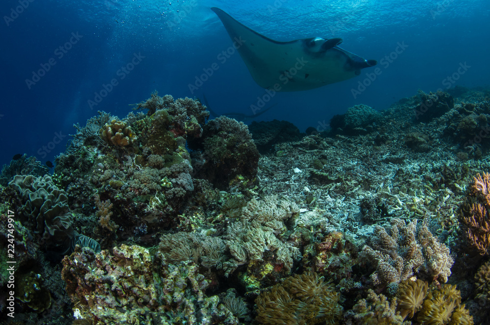 Fototapeta premium The Reef Manta Ray, Manta Alfredi.