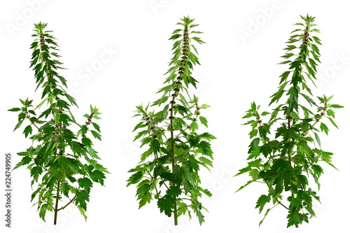 Motherwort Medicinal Herb Plant. Isolated on White Background. Also Leonurus Cardiaca, Throw-Wort, Lion's Ear or Tail.