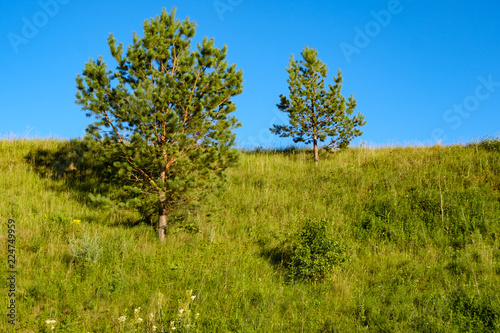 two small pines on the hillside and blue sky, summer day green