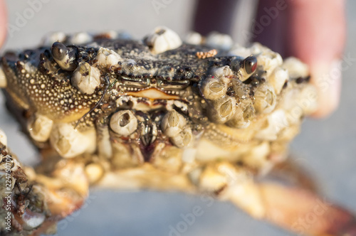 Macrophotography of sea crab covered with shells.