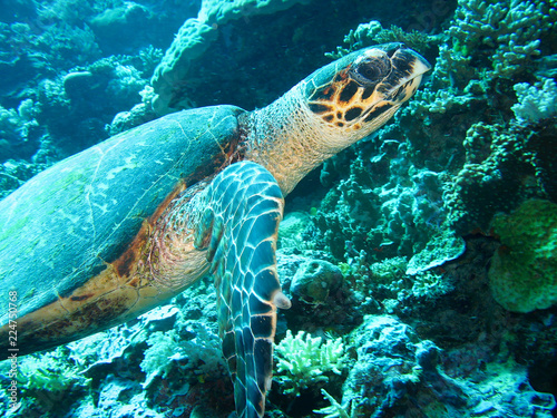 Close up photo of a sea turtle. The photo is in yellow and blue colors. the part of fin is appeared.