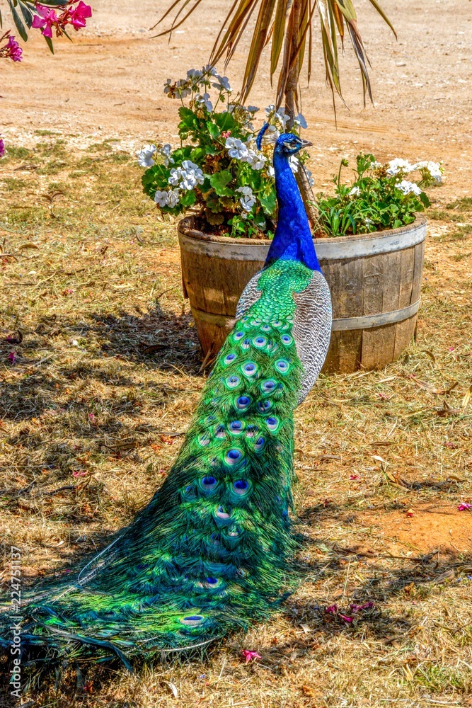 Obraz premium PeacPeacock photographed from behind with colourful tail in foreground and head in profile in backgrounock photographed from behind with colourful tail in foreground and head in profile in background.