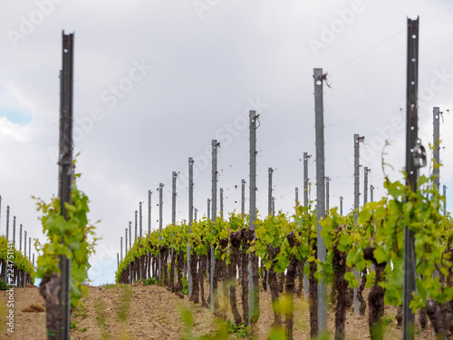 Grapevines planted on steel trellis in rows on a dark, cloudy day. Turckheim, Alsace wine route, France. Agriculture and winemaking industry.