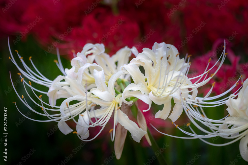 A cluster amaryllis at Gongendo Park in Satte City, Saitama Prefecture, Japan A cluster amaryllis at Gongendo Park in Satte City, Saitama Prefecture, Japan