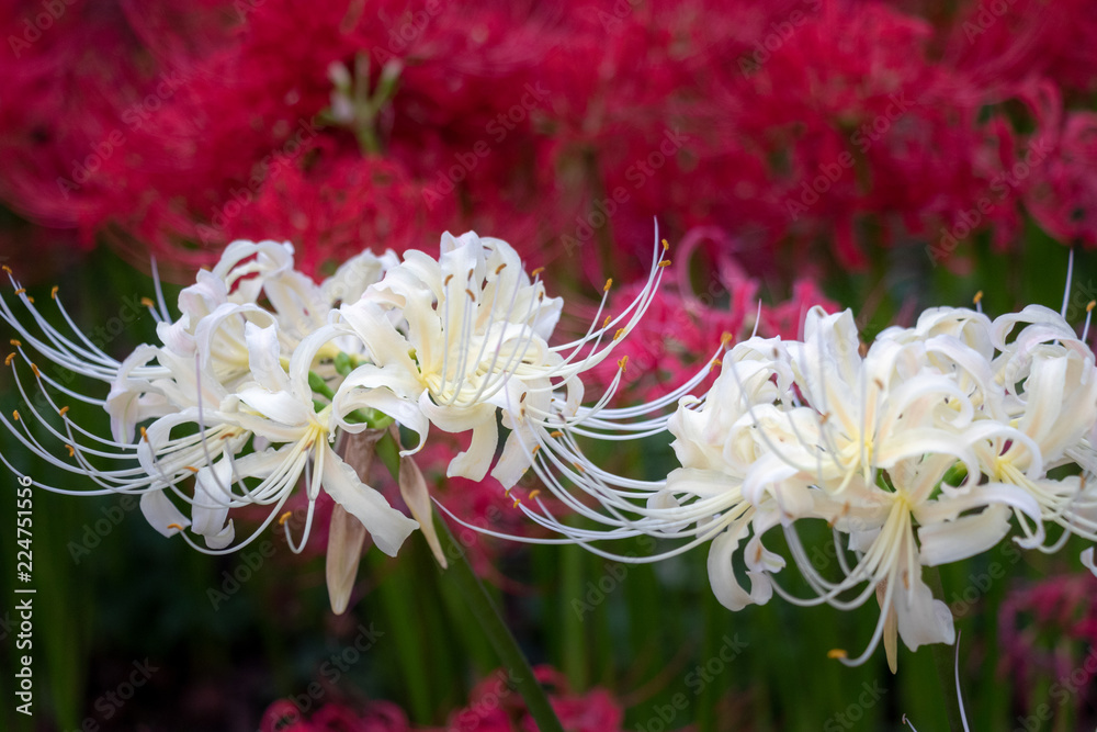 A cluster amaryllis at Gongendo Park in Satte City, Saitama Prefecture, Japan A cluster amaryllis at Gongendo Park in Satte City, Saitama Prefecture, Japan