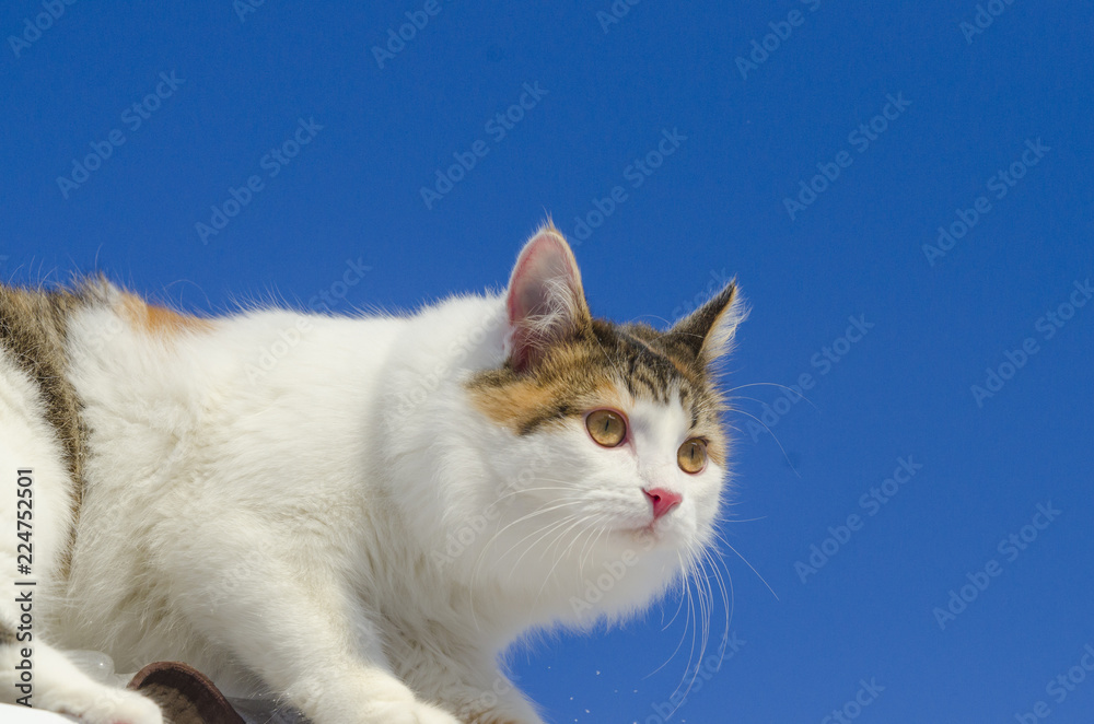 Beautiful calico cat walking on snowy roof of the house Kitty sitting on the roof top on a sunny christmas day