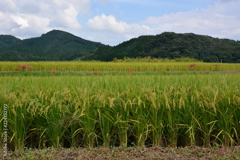 Rice cultivation and growth