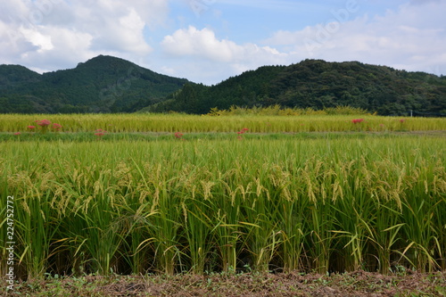 Rice cultivation and growth