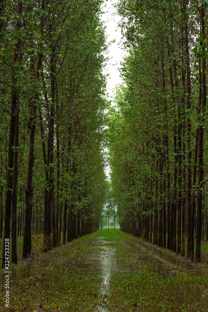 Fototapeta premium road in the forest