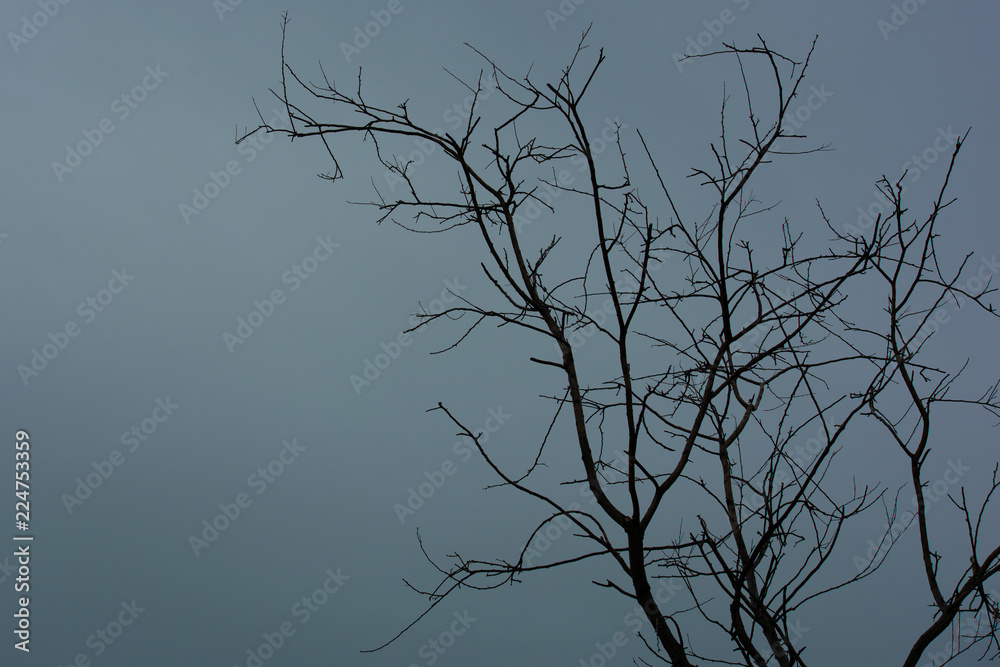 Obraz premium silhouette of a tree