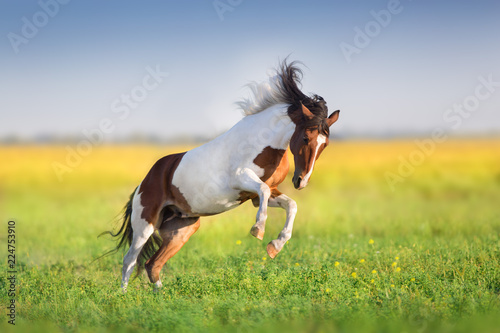 Fototapeta Naklejka Na Ścianę i Meble -  Bay pinto horse run fast in green spring meadow