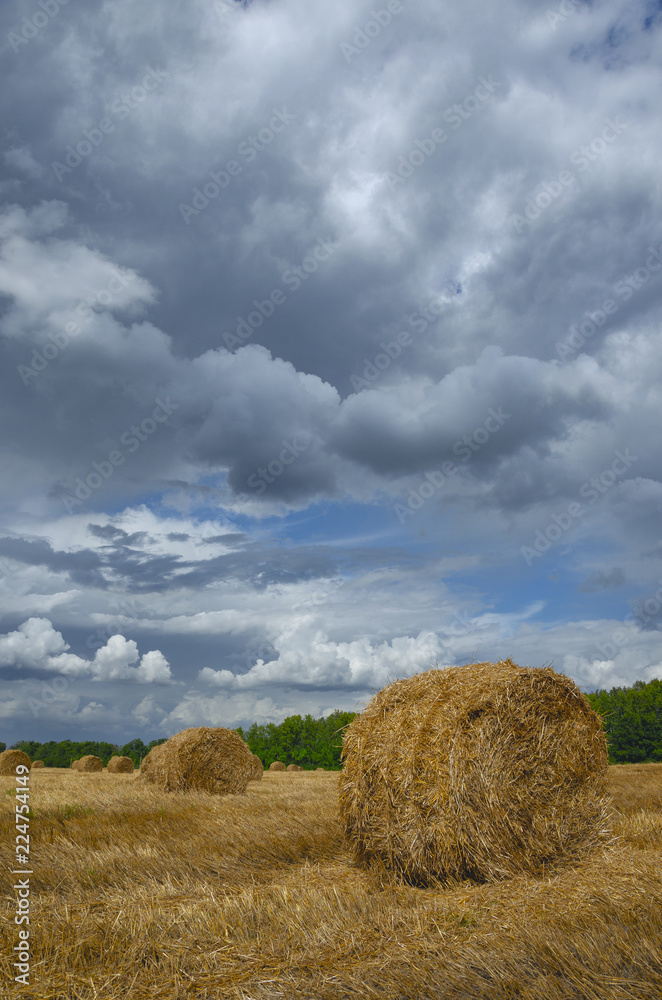 Straw bales in empty field after harvesting time on a background of dark dramatic clouds in overcast sky. Summer country scene.Tula region,Russia.