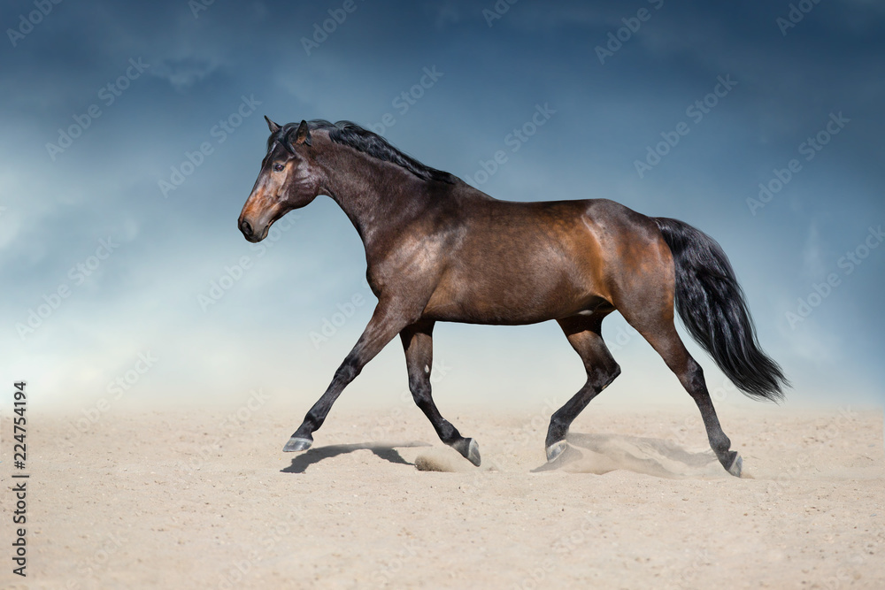 Stallion in motion in desert dust against beautiful sky Stallion in motion in desert dust against beautiful sky