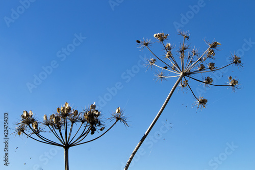 Giant Hogweed seed heads, the sap of the plant is phototoxic and causes phytophotodermatitis in humans, Latin name Heracleum mantegazzianum photo