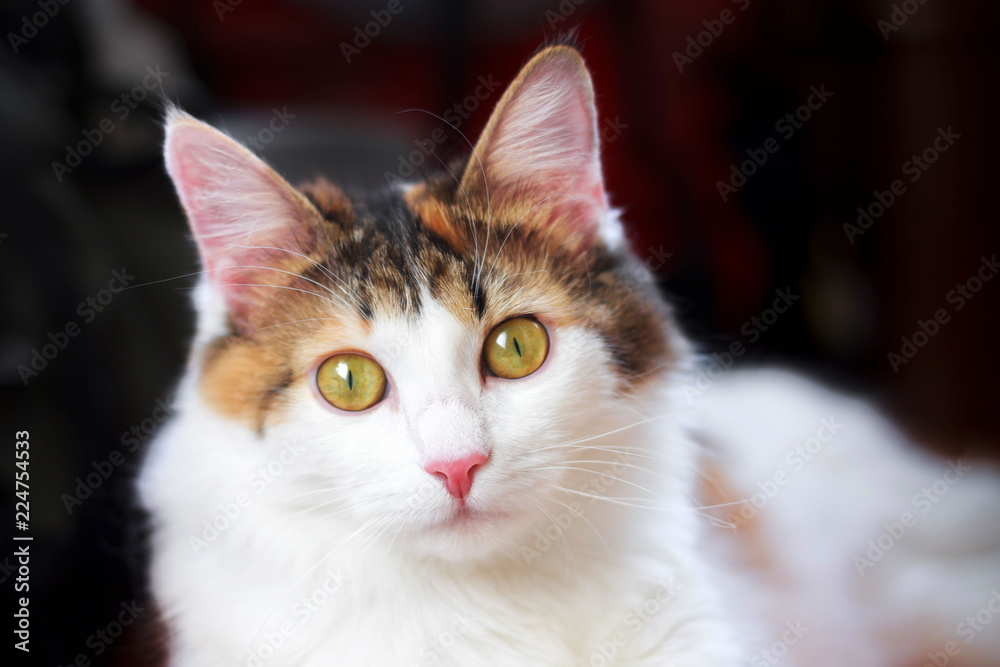 Portrait of a Beautiful Calico Cat With Big Yellow Eyes Looking at the Camera Portrait of a Beautiful Calico Cat With Big Yellow Eyes Looking at the Camera