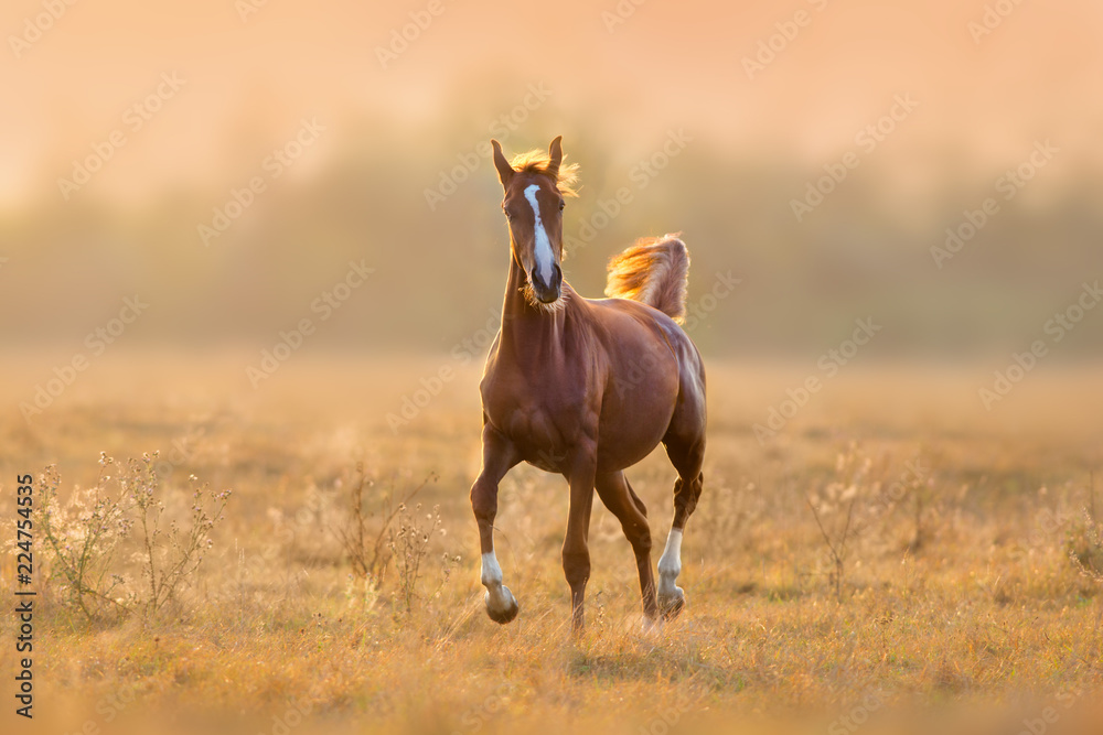 Fototapeta premium Red horse run trot in sunlight