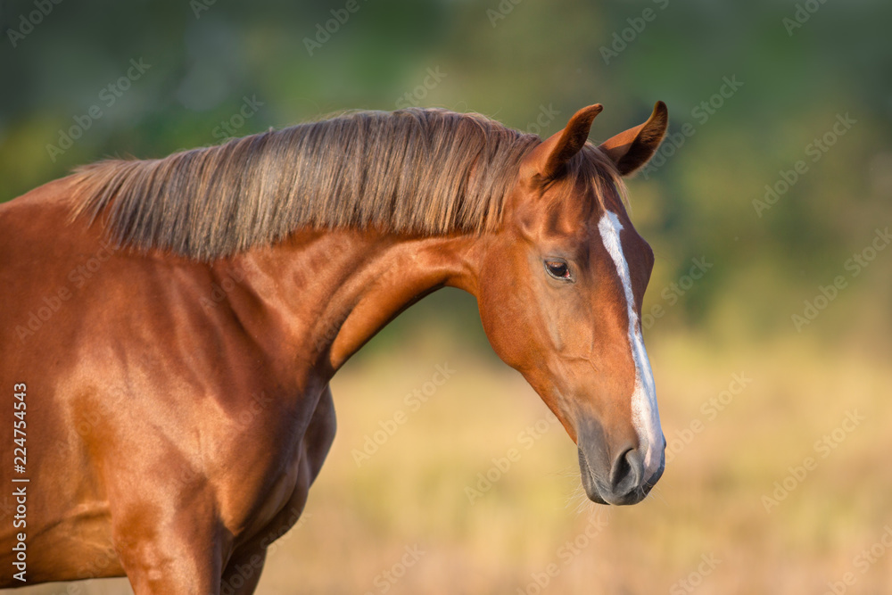Fototapeta premium Red mare portrait close up outdoor