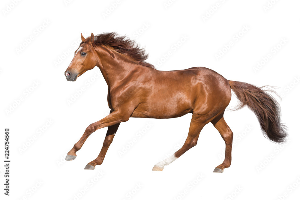 Fototapeta premium Czerwony koń biegać galop na białym tle